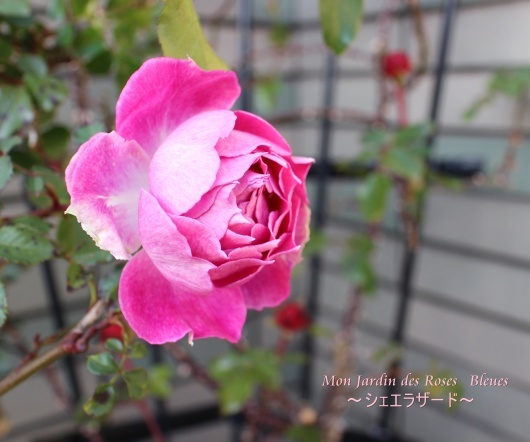 f0338156_00051240.jpg