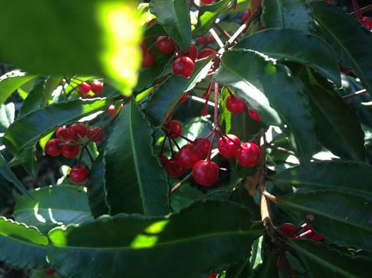 c0115560_953934.jpg