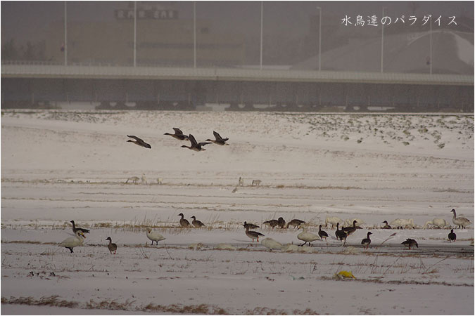 水鳥達のパラダイス_c0061761_8434426.jpg