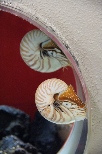 骨格　標本　貝殻　オウムガイ　古生物　ノーチラス 骨格 標本 貝殻 オウムガイ 古生物 ノーチラス