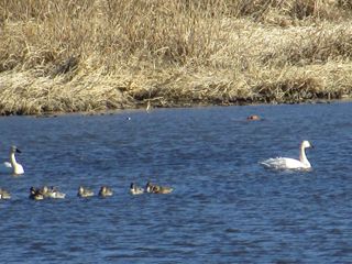 ガバ沼の白鳥と石打こぶ観音へGO☆☆☆_d0045362_14464315.jpg