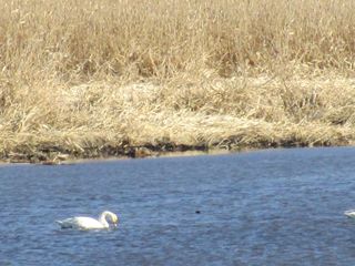 ガバ沼の白鳥と石打こぶ観音へGO☆☆☆_d0045362_1447770.jpg