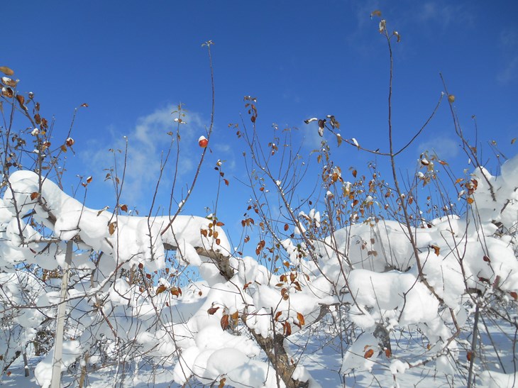 雪散歩　りんご編_c0198781_1314185.jpg