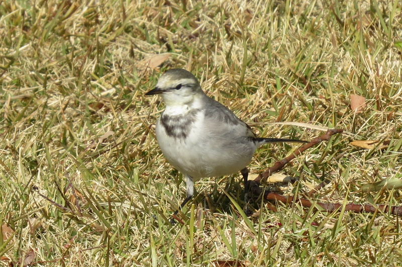 紫陽花・菜花・ホップ・カルガモ・ハクセキレイ_d0261298_6515942.jpg