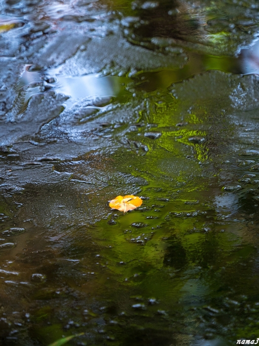 落ち葉の美学　氷の世界_f0224100_9374321.jpg