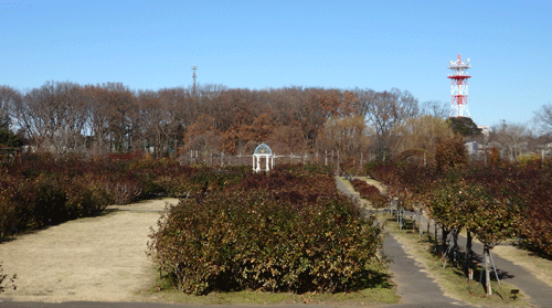 京成バラ園 14年12月26日 Poan De Kibun