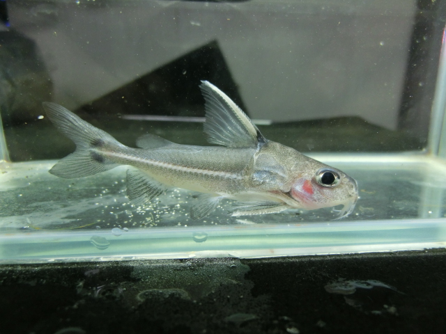2014年熱帯魚入荷情報!Vol.36 クリスマス遠征便・その弐_b0141806_22532357.jpg