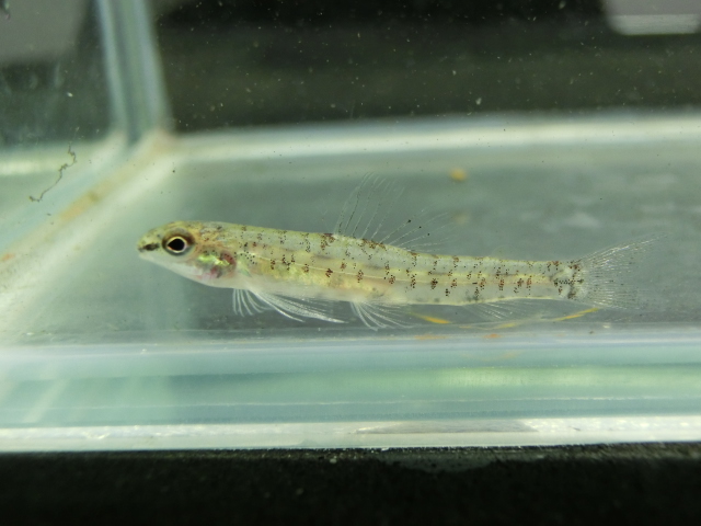 2014年熱帯魚入荷情報!Vol.36 クリスマス遠征便・その弐_b0141806_22555480.jpg