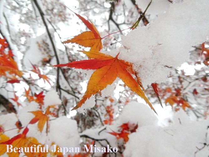 雪中花・・・．｡･：＊：･ﾟ‘☆､｡_c0067206_15142626.jpg