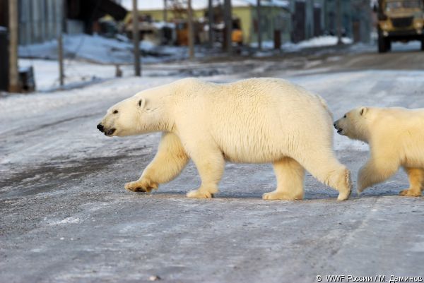 ロシア極北 チュクチ自治管区リィルカイピ村でのホッキョクグマ射殺事件 ～ 求められる捜査当局の本腰_a0151913_228154.jpg