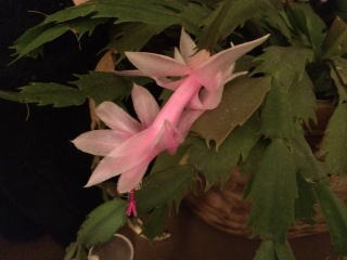 b0040332_32511.jpg