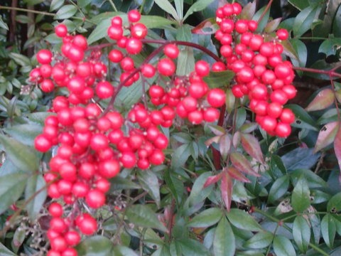 a0054240_21223873.jpg