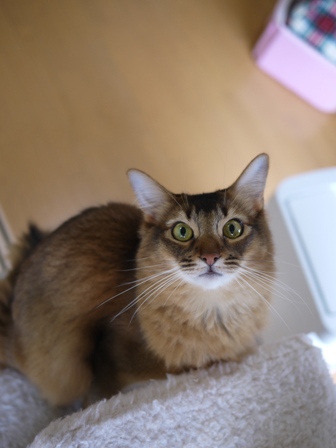 猫のお友だち ブブくん編。_a0143140_21181525.jpg