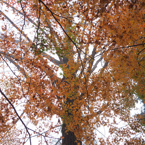 紅葉模様’１４　総集編④_c0067040_147771.jpg