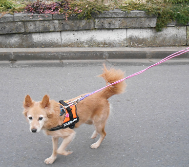 c0026843_20474133.png