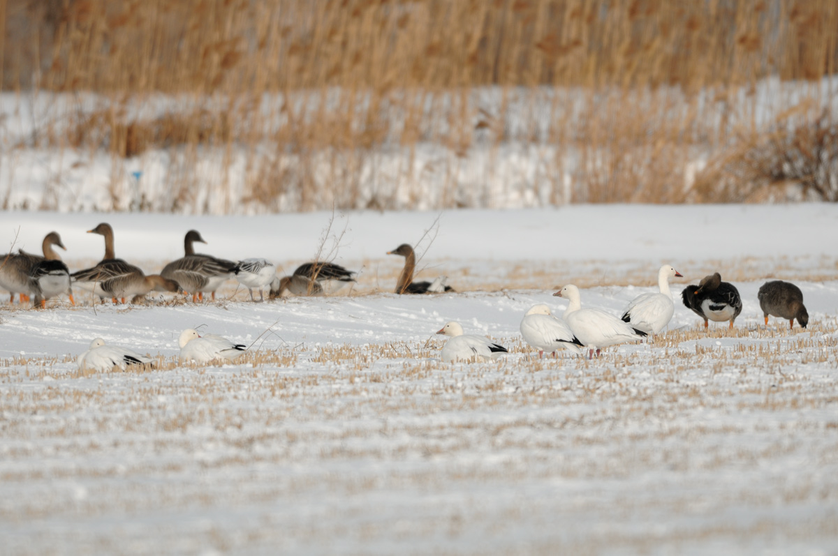 まだいてくれたハクガン（SNOW GOOSE）_a0039245_19124979.jpg