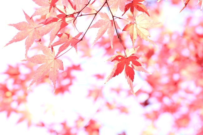 fuyu-momiji_a0271251_14245471.jpg