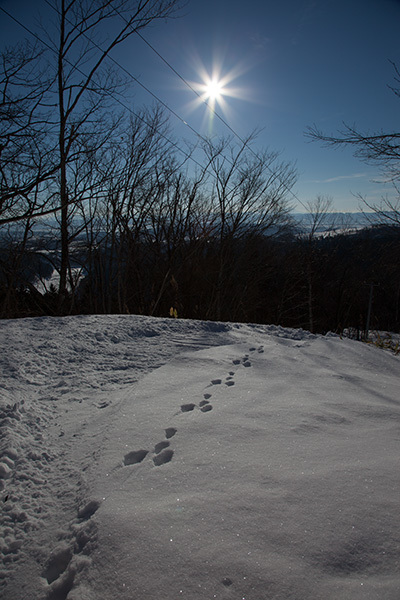 仁頃山　【　管理道　2014-31　】　ゲラゲラ楽しいキツツキ達_f0054366_19592298.jpg