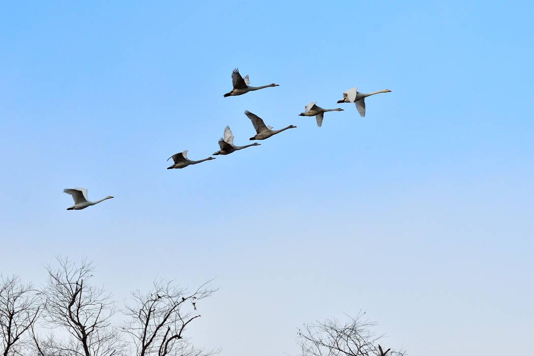 白鳥 ③_b0223668_7321890.jpg
