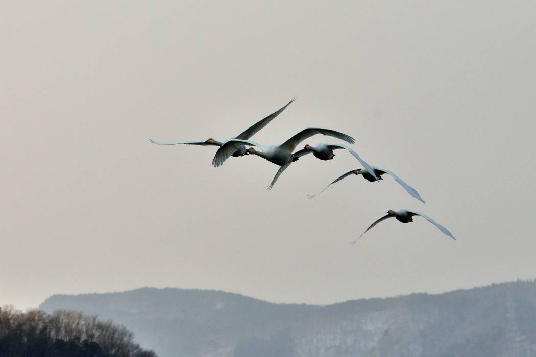 白鳥 ③_b0223668_7323677.jpg