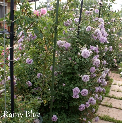 Rainy Blue2014（レイニーブルー） : JUDEの庭と薔薇のカヲリ