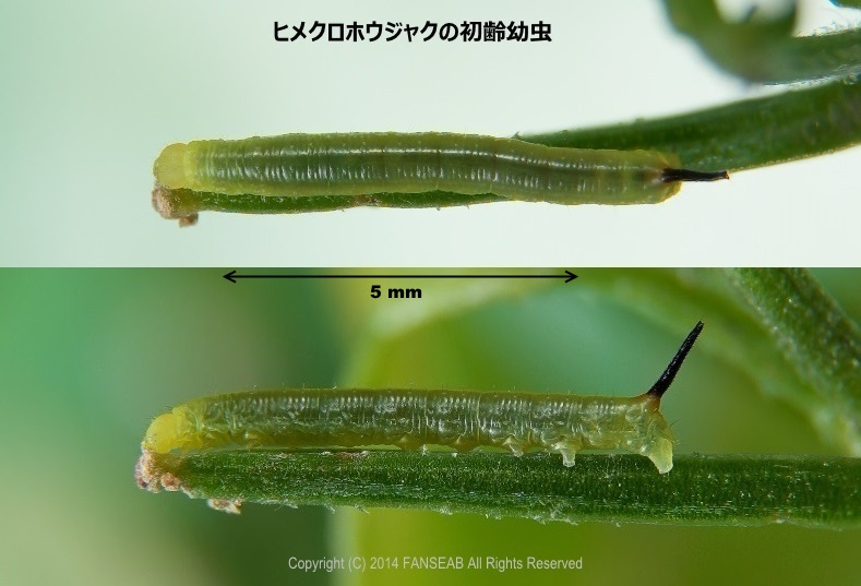 ヒメクロホウジャクの飼育メモ 蛹化まで 探蝶逍遥記