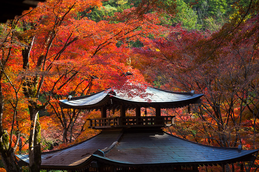 紅葉2014！　総集編　その壱_b0128581_23381377.jpg