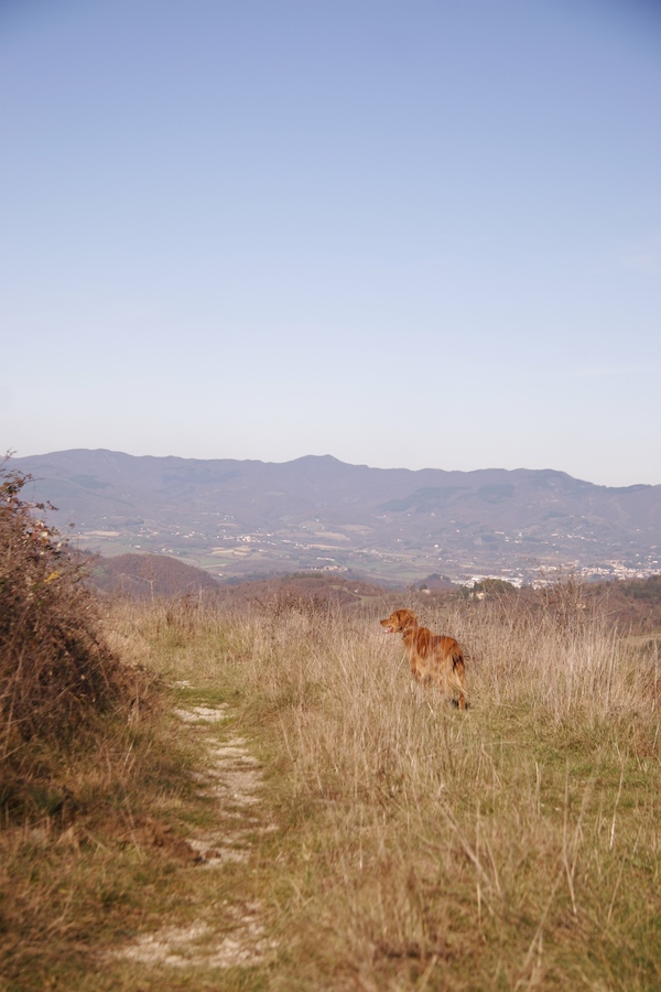 ラーラと山のお散歩_f0106597_1352677.jpg