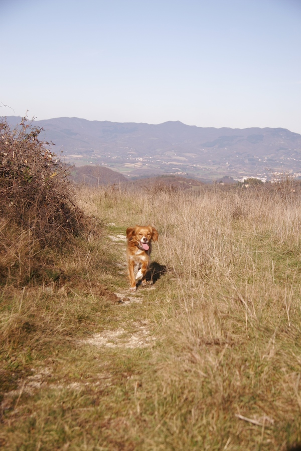 ラーラと山のお散歩_f0106597_14808.jpg