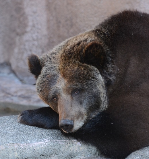 ヒグマの歯並び : 徒然日記