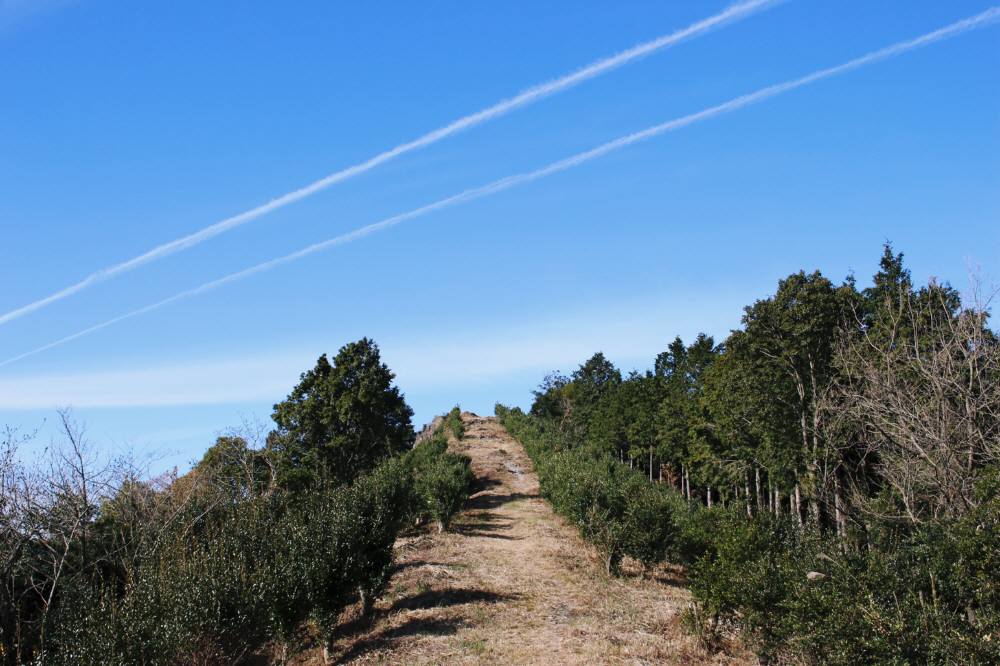 鬼ノ鼻山のサザンカ_f0212511_06841.jpg