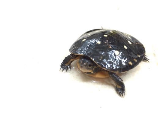 キボシイシガメ入荷しました アクアマイティー最新入荷情報blog