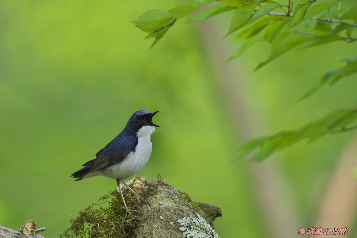 野鳥2014　ベスト10_e0268015_19104830.jpg