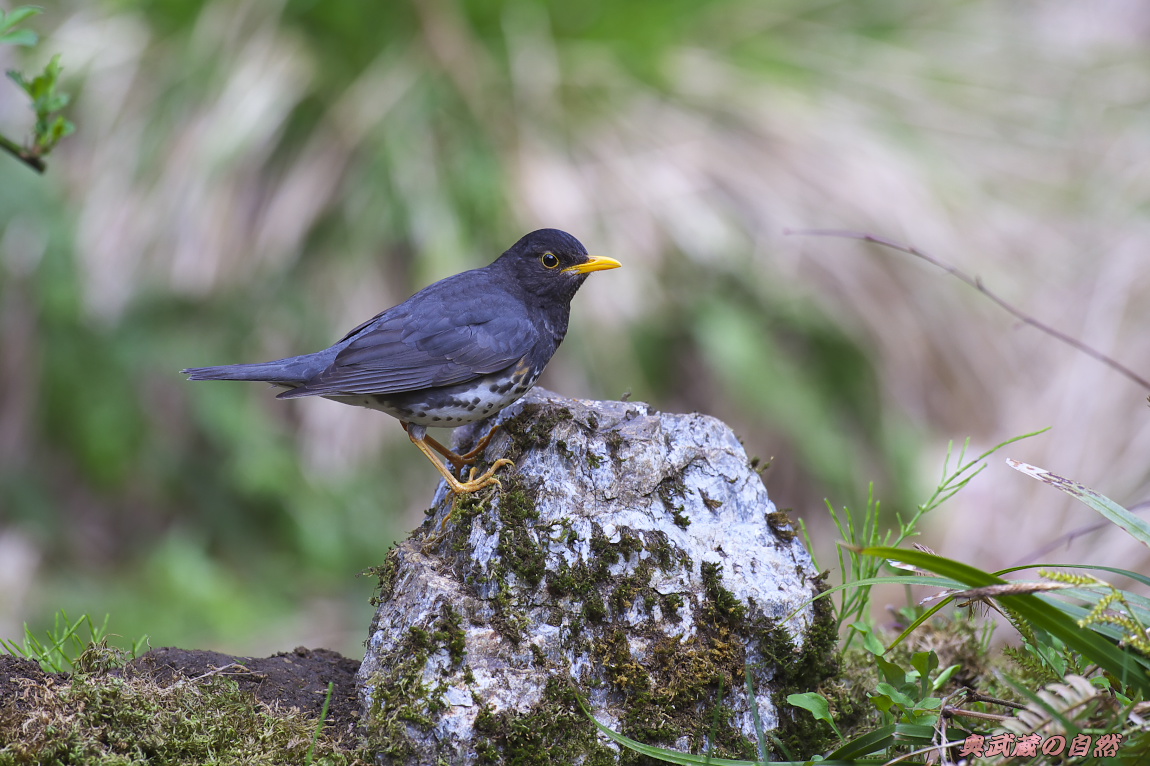 野鳥2014　ベスト10_e0268015_19125227.jpg