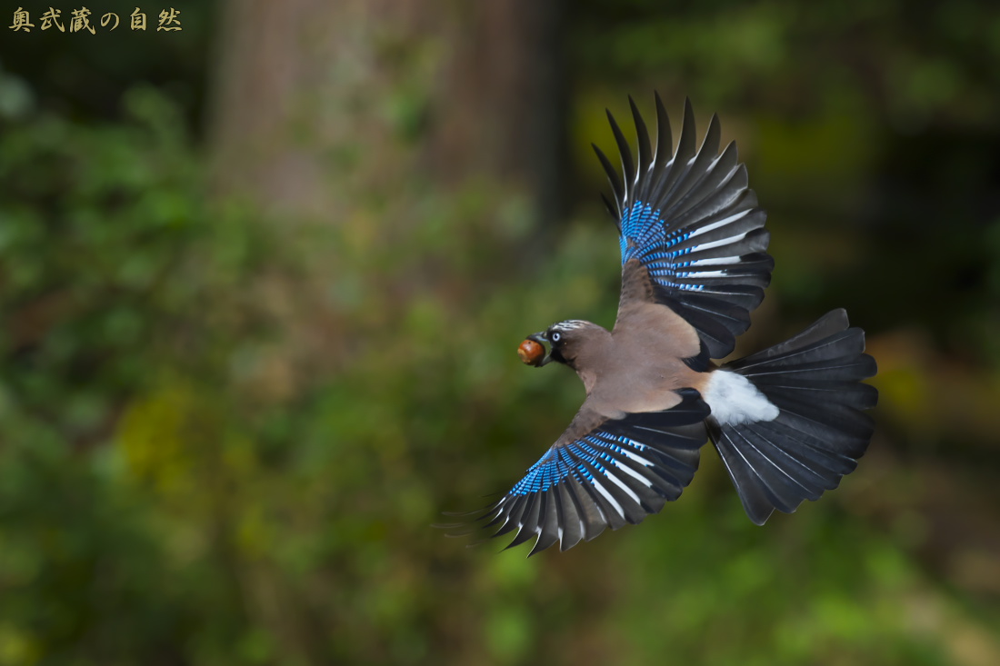 野鳥2014　ベスト10_e0268015_19155266.jpg