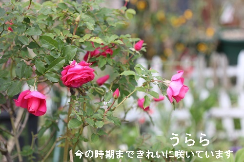 a0067720_2142410.jpg