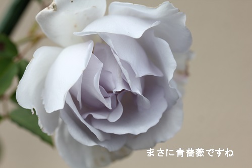 a0067720_214286.jpg