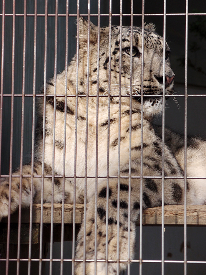 2014.10.10　東山動植物園☆ユキヒョウのミュウ、ユキチ、コハク【Snow leopard】_f0250322_21105390.jpg