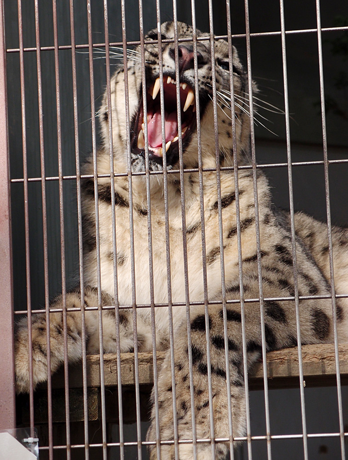 2014.10.10　東山動植物園☆ユキヒョウのミュウ、ユキチ、コハク【Snow leopard】_f0250322_21105728.jpg