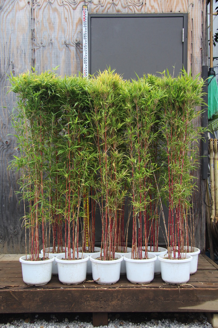 赤竹 黒竹 無農薬栽培 植木鉢付き 朱竹 シュチク 紅寒竹