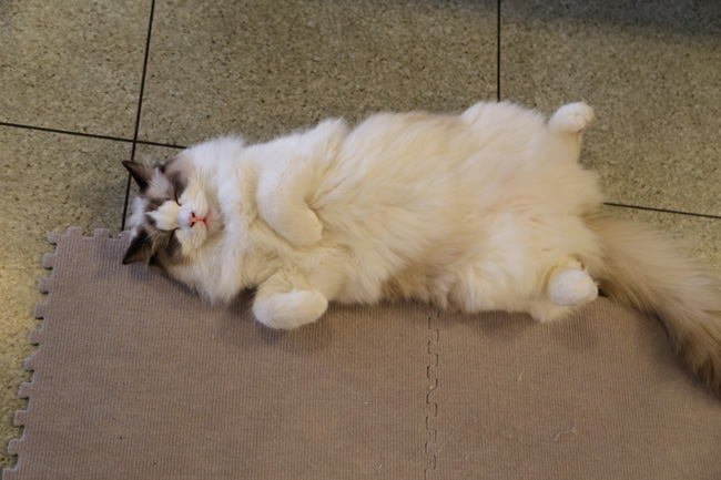 ねこの森 安曇野の猫カフェ マイフェイバリットシングズ ねこの森 安曇野の猫カフェ マイフェイバリットシングズ