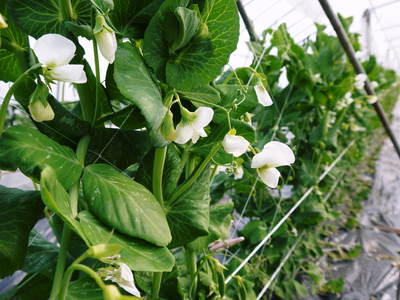 スナップエンドウ「シャキ甘“菊光”」 人気のスナップエンドウ!予約販売スタート!!_a0254656_17454343.jpg