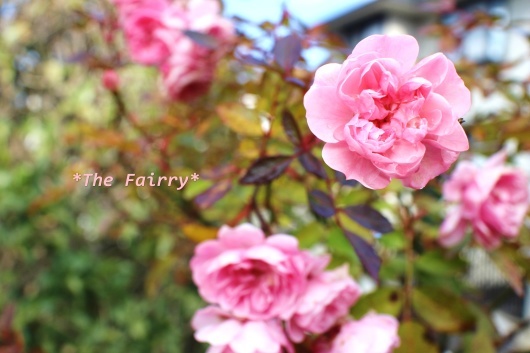 年末の'ザ・フェアリー' : La rose 薔薇の庭 年末の'ザ・フェアリー' : La rose 薔薇の庭