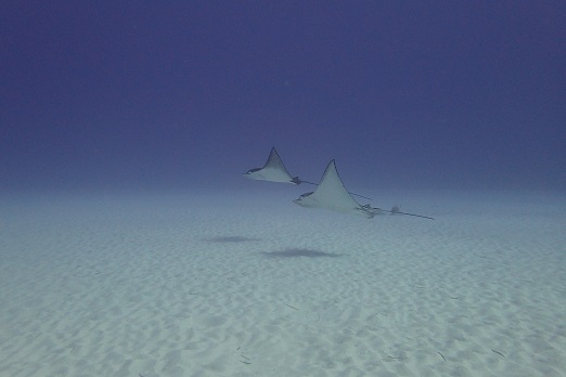 e0132965_8354067.jpg