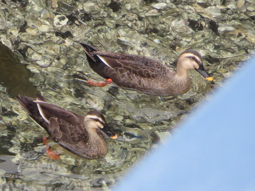 水鳥_d0193569_92077.jpg