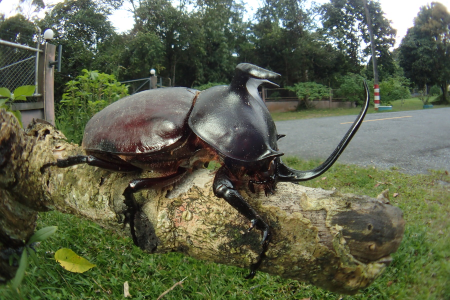 シャムゴホンヅノカブトムシ　（2015年1月1日）_e0272773_11275053.jpg