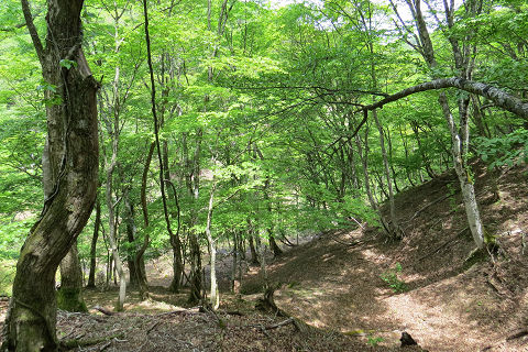 京都北山　伊賀谷山、鎌倉山、高竜山_c0002874_18171681.jpg