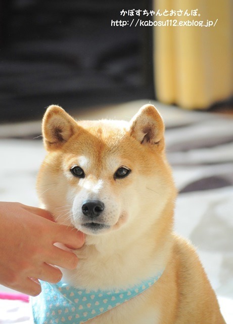 母娘喧嘩_a0126590_22323839.jpg