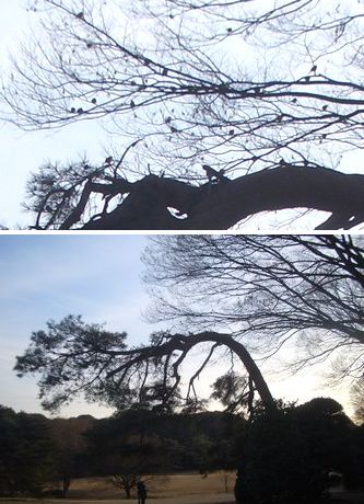 師走の神宮美術散歩 と フライング初詣_b0044404_926743.jpg