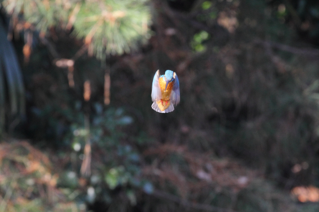 ホバリング _b0190710_2010348.jpg